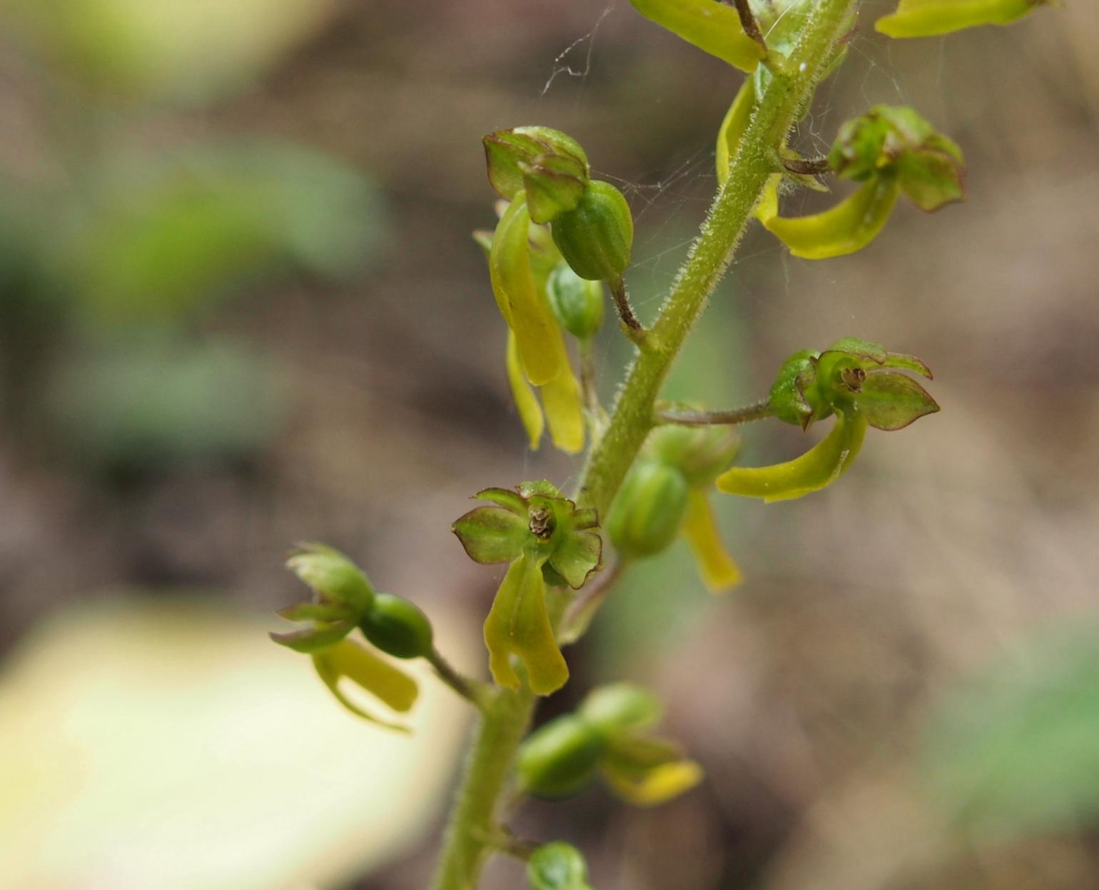 Twayblade